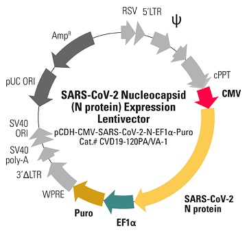 pCDH-CMV-SARS-CoV-2-N-EF1α-Puro